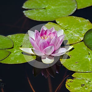 Pink Water lily bloom blossoms