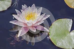 Pink water lily bloom close-up reflected in purple water - selective focus