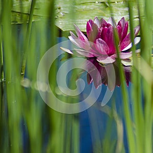 Pink Water lily bloom reflecting off the surface of the water glimpsed through the reeds
