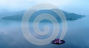 A pink water lily blooming on an infinity pool with foggy mountains in background under moody cloudy sky in a peaceful Zen atmosph