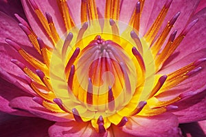 pink water lily blooming with yellow pollen in the middle