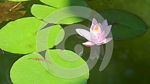 Pink water lily blooms in the lake