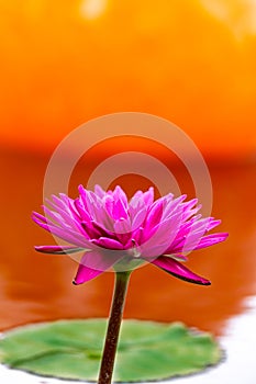 Pink water lily blooms before orange background