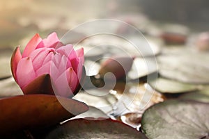 pink water lily blossom on pond with lotus leafs in bright sunny light mood