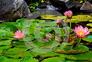 Pink Water Lily blossoms