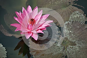 Pink water lily with brown leaves on the surface of a pond close