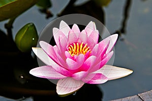 Pink water lily close up on background of the water