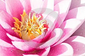 Pink water lily close up