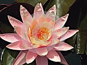 Pink water lily closeup with yellow center