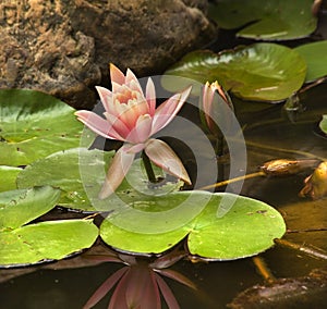 Pink Water Lily with Dragon Fly