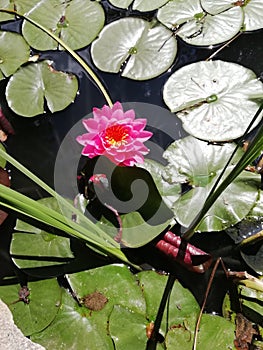 Pink water lily floatig down deep blue lake