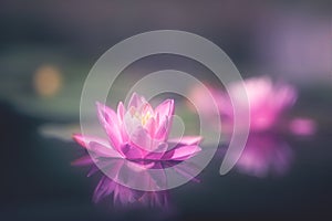 Water Lily Floating On The Water