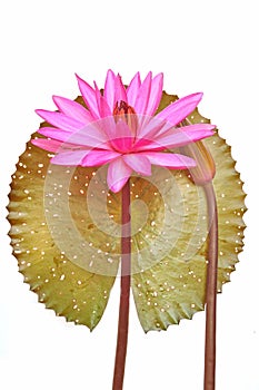 Pink water lily flower