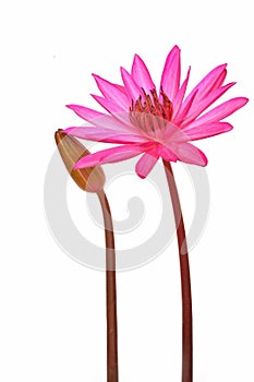 Pink water lily flower