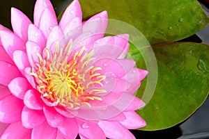 Pink water lily flower