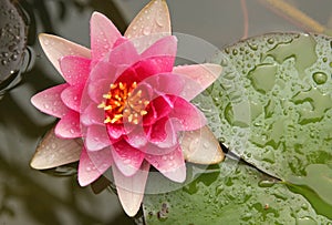 Pink water lily flower