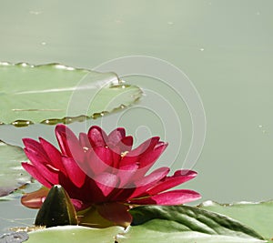 Pink water lily flower and floating leaf pads