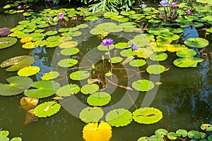 Pink water lily flower and green foliage growing on lake