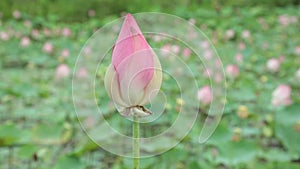 Pink Water Lily Flower High Definition Stock Footage