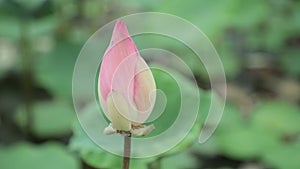 Pink Water Lily Flower High Definition Stock Footage