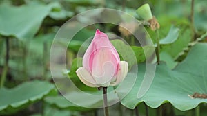 Pink Water Lily Flower High Definition Stock Footage