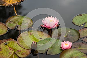 Pink water lily flower