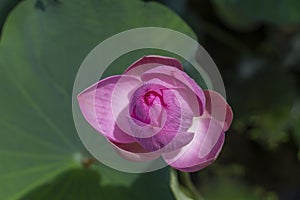 Pink water lily flower. Lotus flower in island Bali, Indonesia. Close up, macro