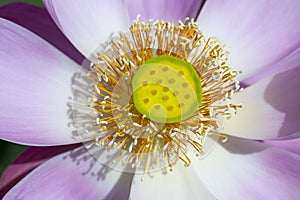 Pink water lily flower. Lotus flower in island Bali, Indonesia. Close up, macro