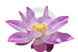 Pink water lily flower or lotus flower isolated on white background.