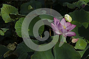 Pink water lily flower (lotus) and green background.