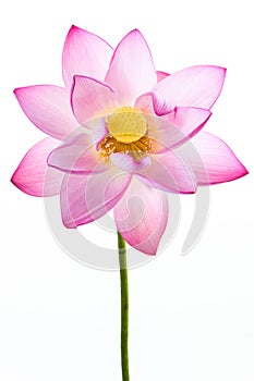 Pink water lily flower (lotus) and white backgroun