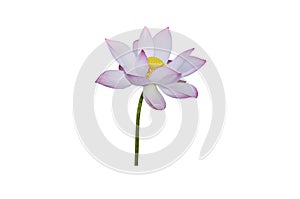 pink water lily flower (lotus) and white background.