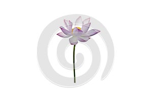 pink water lily flower (lotus) and white background.