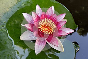 Pink Water Lily Flower Macro