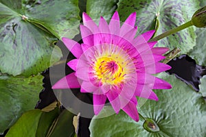 Pink Water Lily Flower Macro summer time