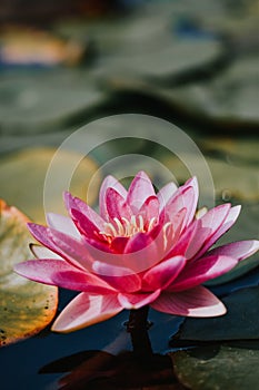 Pink water lily flower over the water surface in Anastasie Fatu Botanical garden in Lasi, Romania