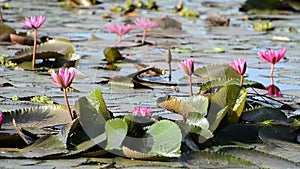 Pink water lily flowers