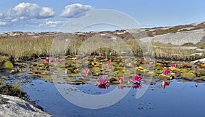pink water lily flowers blooming in a pond in rocky coast in Sweden