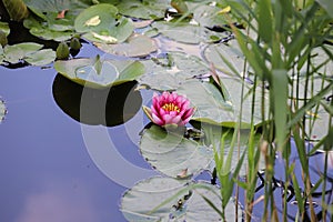 Pink water lily with green leaves in full bloom. Lotus flower. Frog.