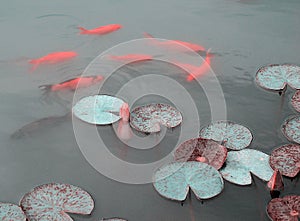 Pink water lily and koi fish