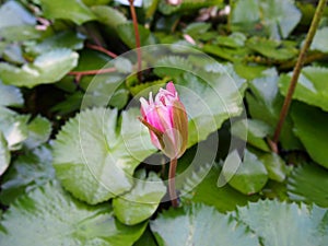 Pink water lily in lake