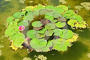 Pink water lily with large green leaves