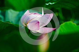 The pink water lily and leaves photo