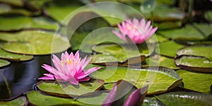 Pink Water Lily and Lily pads in pond