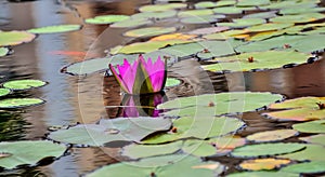 Pink water lily on lilypads in a pond