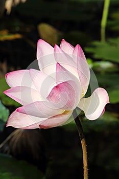 Pink Water lily (Lotus)