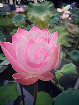 Pink water lily. Lotus flower blooming on pond. Natural floral background.