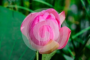 Pink water lily a lotus flower