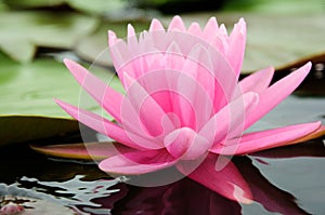 Pink water lily, lotus flower closeup scene on green leaf in garden.