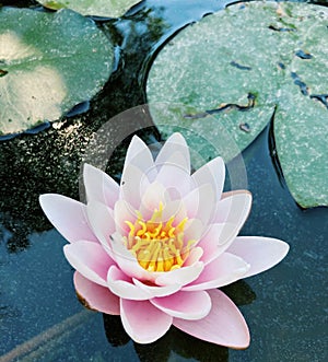 Pink water lily lotus flower and leaves